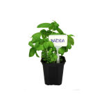 https://velizo.de/termekkategoria/szepsegapolas-egeszseg/
