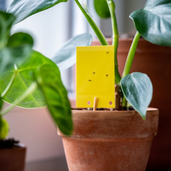 https://velizo.de/termekkategoria/szepsegapolas-egeszseg/
