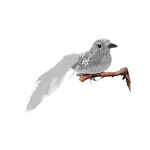 https://velizo.de/termekkategoria/szepsegapolas-egeszseg/